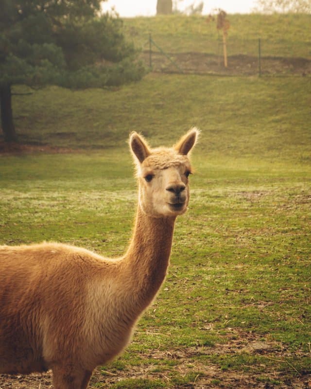 Photography by Christopher Mathias Lederer - Photo 3