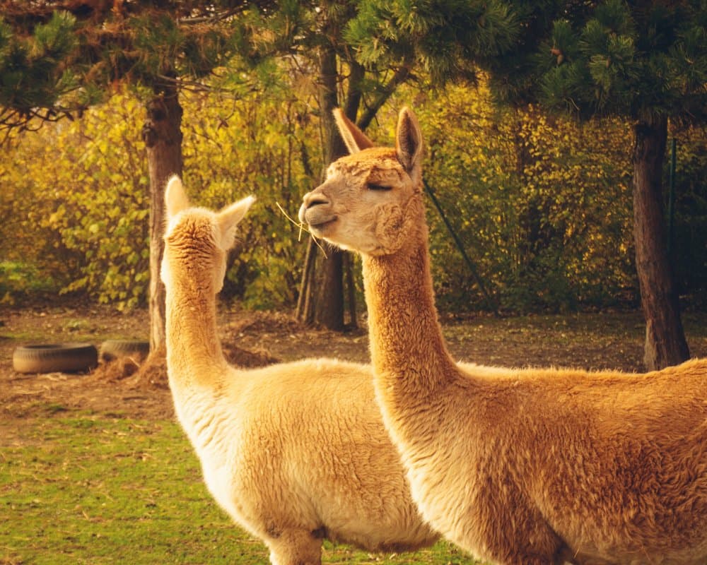 Photography by Christopher Mathias Lederer - Photo 2